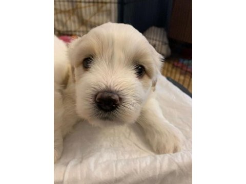 10 ocak doğumlu 1 kız ve 1 erkek terrier (rezerveye açık)