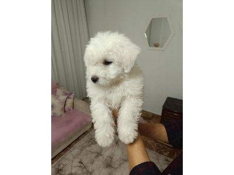 Kar beyaz bichon frise yavrular