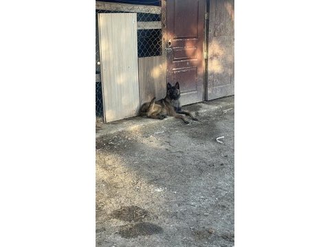 5 aylık belçika kurdu