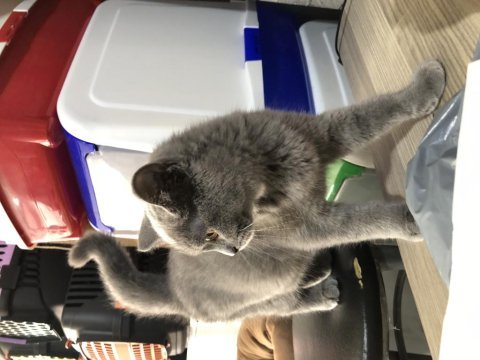 British short hair erkek dişi yavrularımız