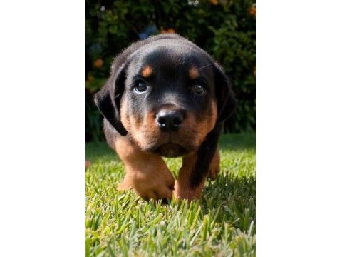 Ruhsatlı köpek çifliğinden rottweiler yavrular a scrli