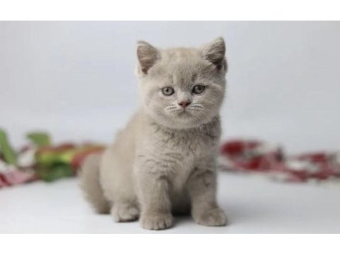 Brıtısh shorthair a kalite yavrularım 