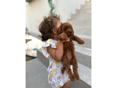 Toy poodle yavrular dişi erkek