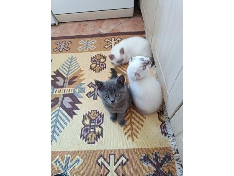 2 aylık british blue point yavru erkek kedim