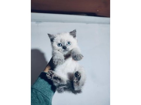 Bluepoint minik british shorthair yavrular ailesini arıyor