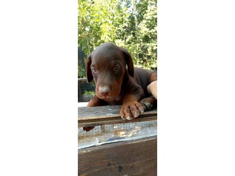Şecereli safkan anne babadan 2 aylık doberman yavruları