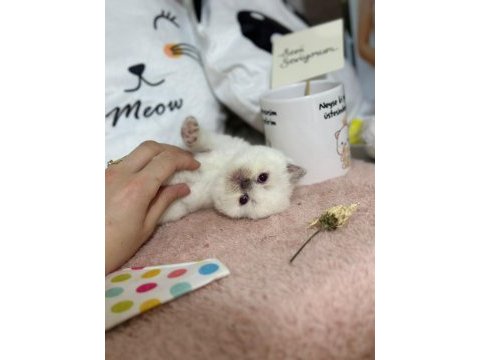 British shorthair 55 günlük