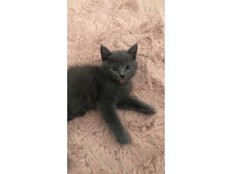 Gri british shorthair oğluşumuz