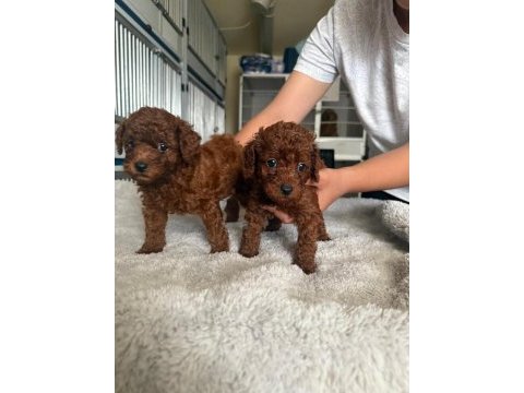 Kore toy poodle yavrularımız