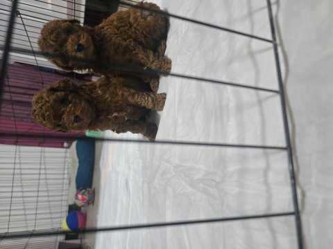 Dişi toy poodle