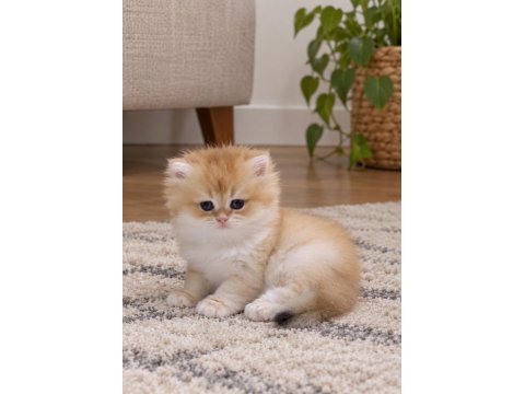 Safkan british longhair golden