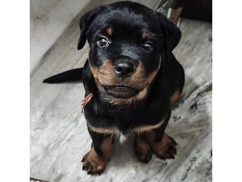 Rottweiler safkan