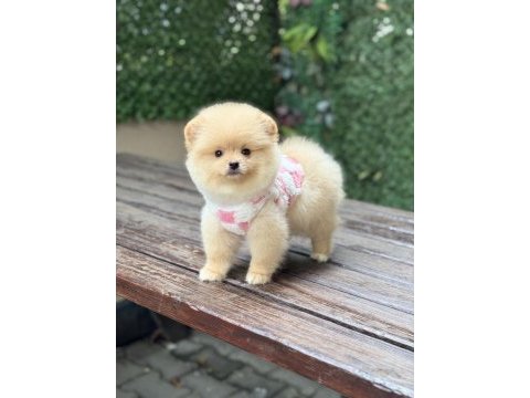 Orjinal pomeranian