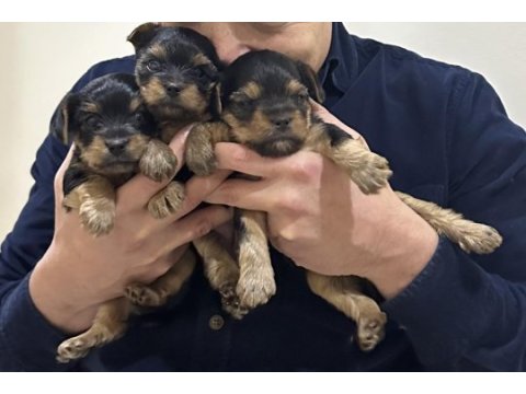 Teacup yorkshire terrier yavrular