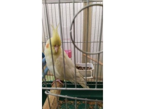 Lutino 8 aylık veteriner bakımlı sultan papağanı