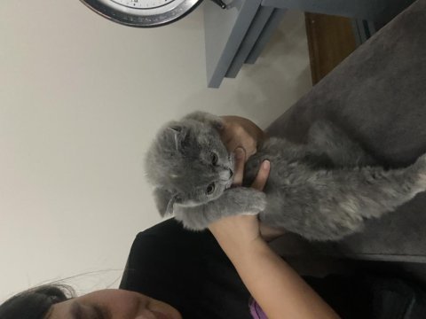 Scottish fold kedisi