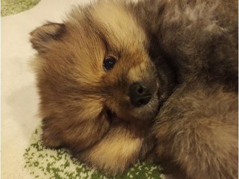 Pomeranian spitz yavrusu
