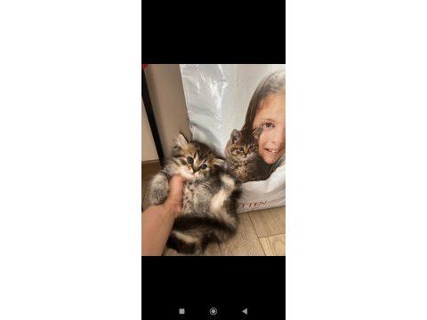 Orjinal ırkta nadir bulunan bir renkte british longhair