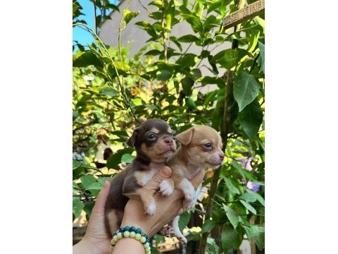 Avrupa standartlarındakı chihuahua ogullarım
