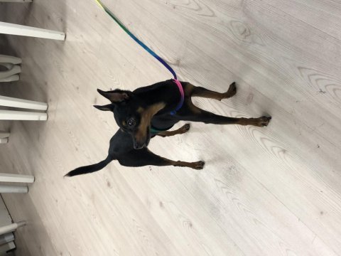 Pinscher şivava