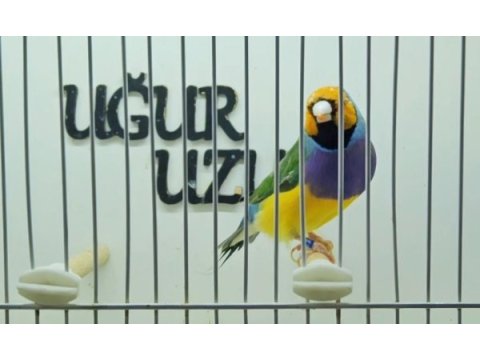 Gökkuşağı ispinozu (gouldian finch) mevcuttur