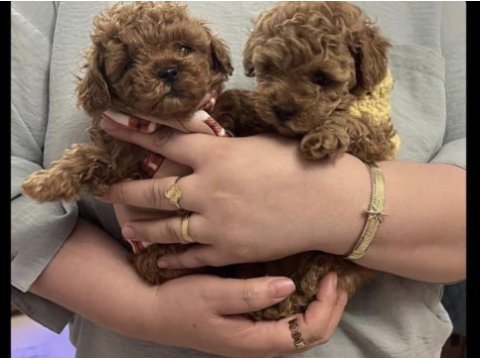 Toy poodle yavrular
