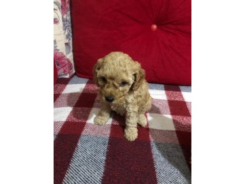İstanbul ankara safkan toy poodle yavruları