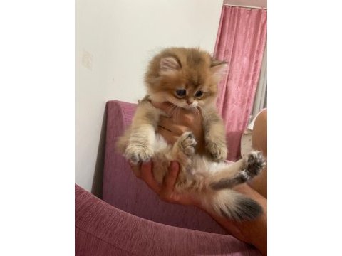 British longhair kedimiz