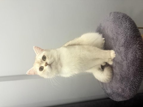 1 yaşında british shorthair ücretsiz sahiplenme