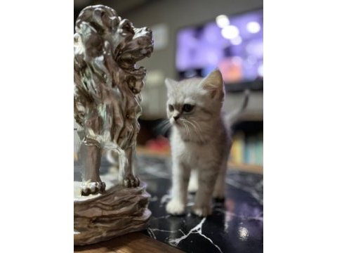 Saf kan silver british shorthair