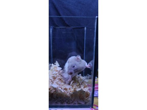 Yavru hamster