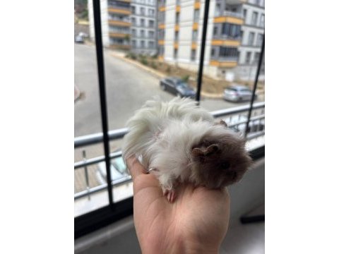 Yavru safkan coronet guinea pig kafesi yemi her şeyi mevcut