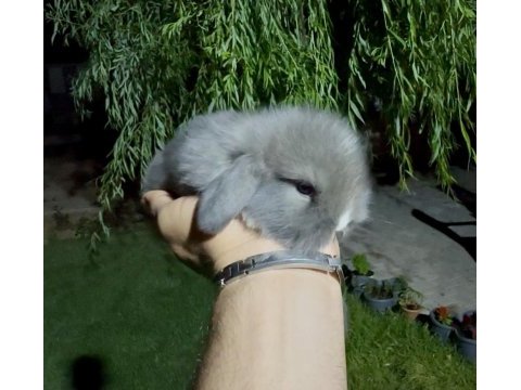 Blue hollanda lop taddy tavşan