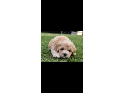 Maltipoo yavrular