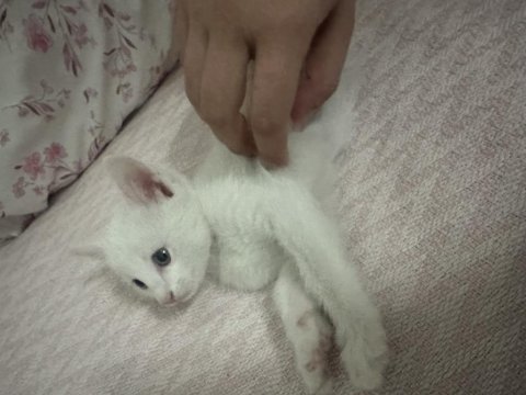 1,5 aylık british shorthair