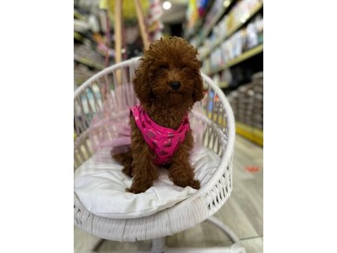 Toy poodle yavrularımız