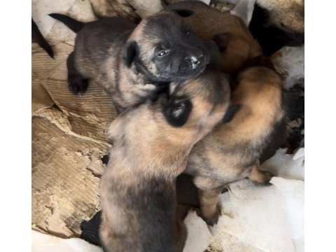 Irkının özelliklerini taşıyan belçika malinois