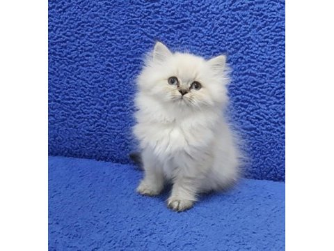 İstanbul içi 7/24 adrese teslim longhair british ponçik 