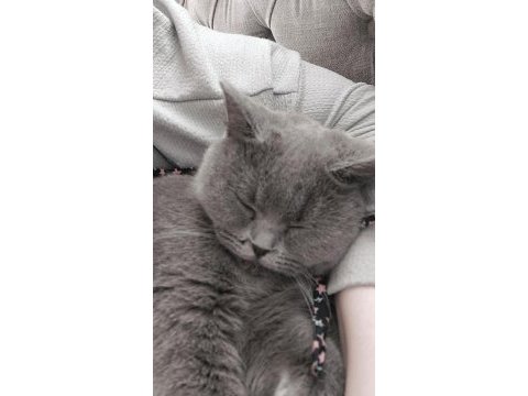 Makul british shorthair sahiplendirme