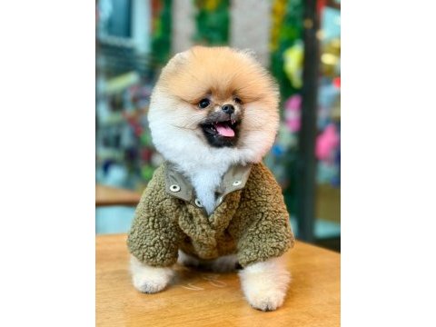 Efsane ayı surat pomeranian
