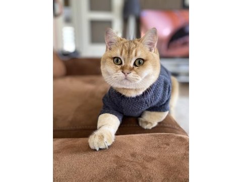 6 aylık golden british shorthair ny11