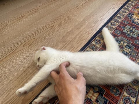 Asil kızımızın asil yavrusu scottish fold