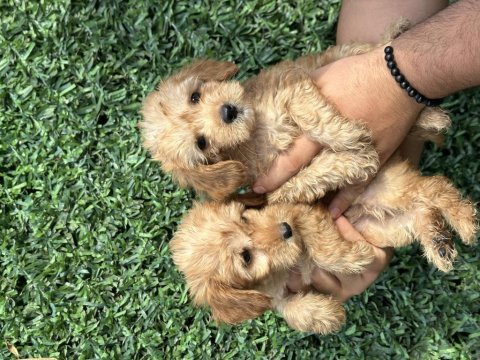 Sağlıklı orijinal maltipoo