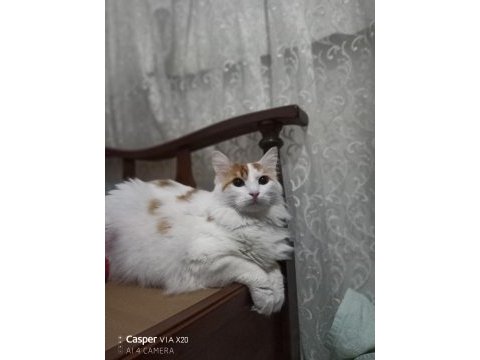 Kısırlaştırılmış dişi kedimiz