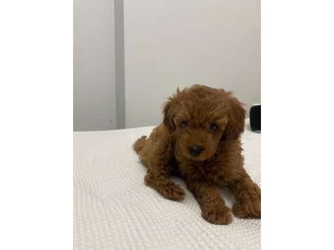 2.5 aylık toy poodle yavru ödüllü anne en küçüğü