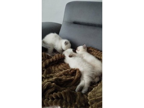 British shorthair blue kedilerim