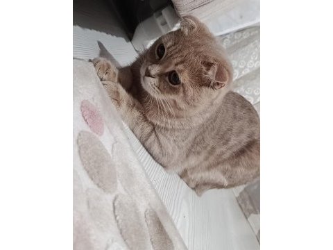 Sahiplendirmek istiyorum scottish fold kedimizi