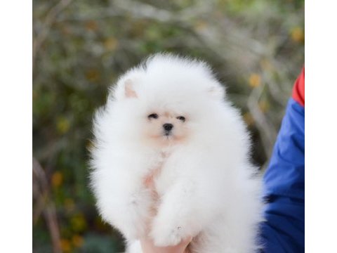 Pomeranian boo yavru köpekler sağlık garantili