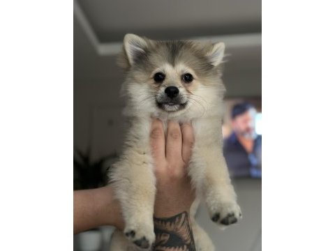 5 aylık pomeranian