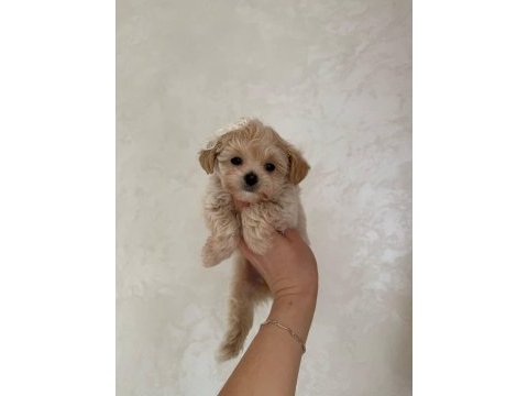 Korean maltipoo